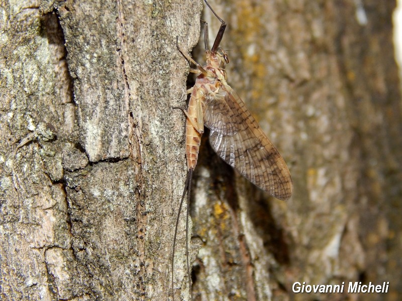 Ecdyonurus venosus del Parco del Ticino